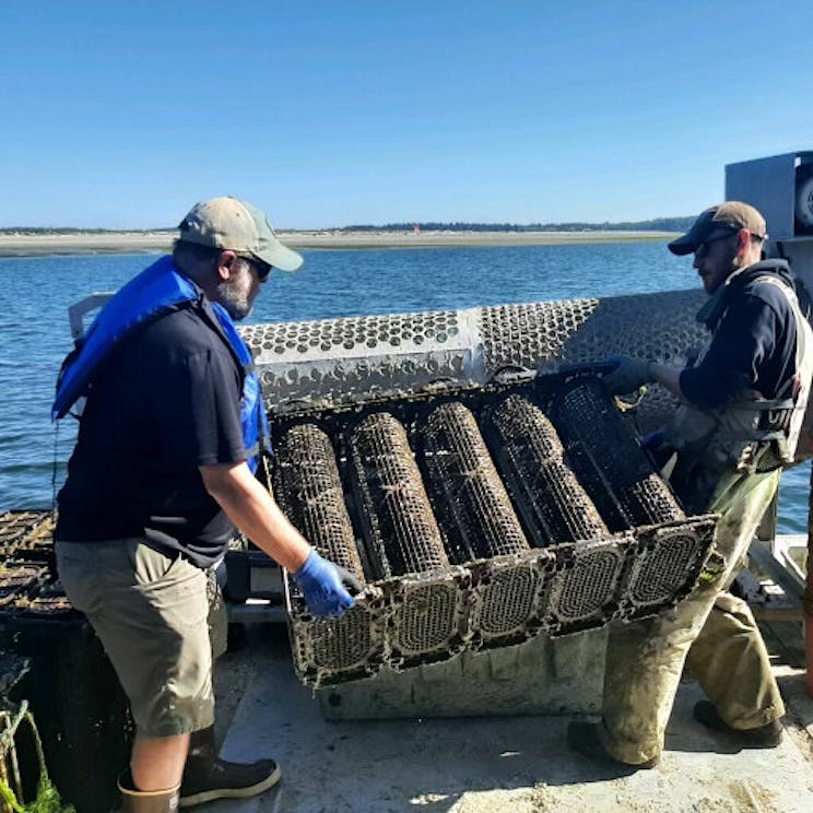 Flipping the cages to release the oysters for putting into the tumbler to remove barnacles